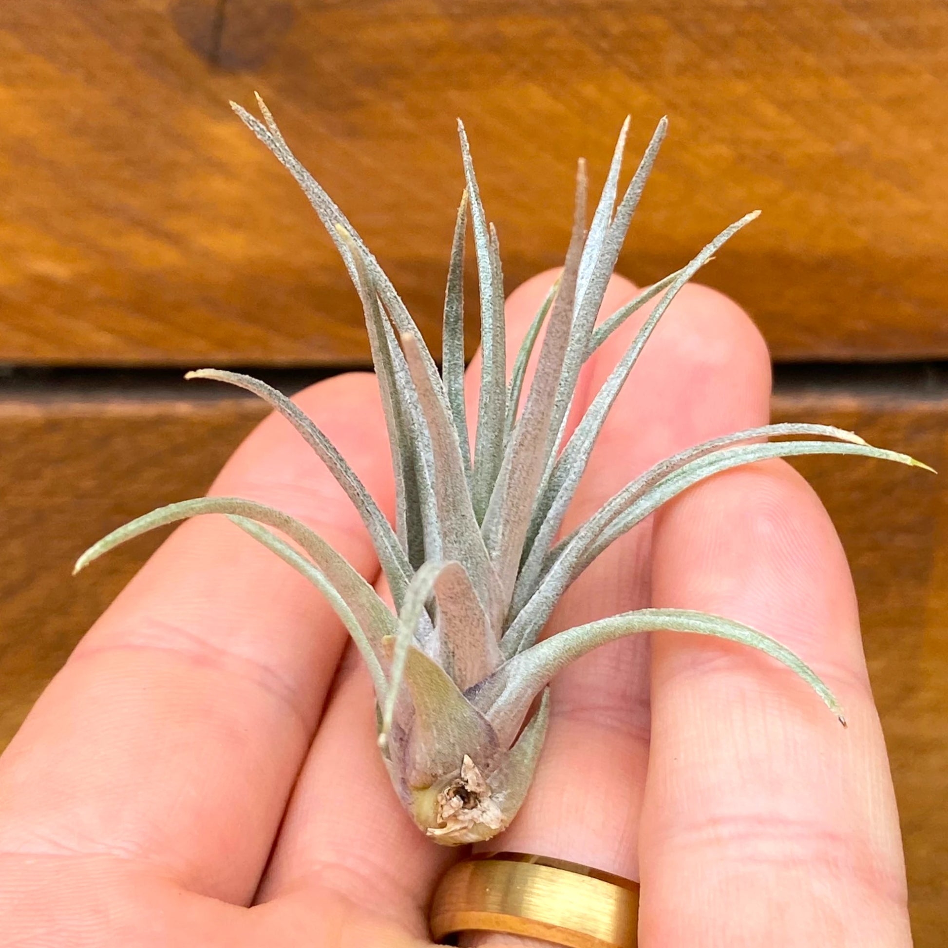 Small air plant held between fingers with a wooden background