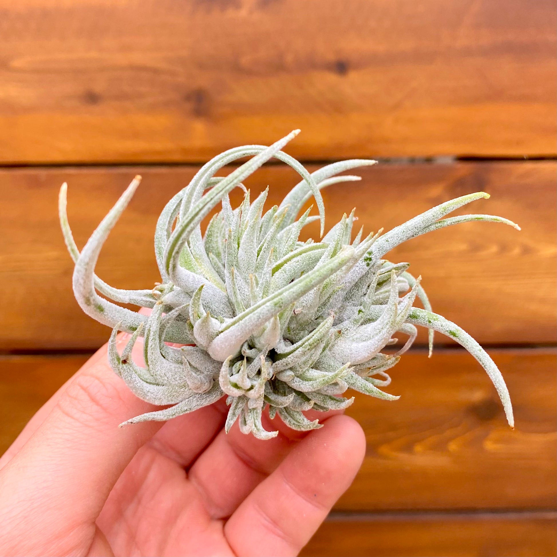 Hand holding a small air plant against a wooden background