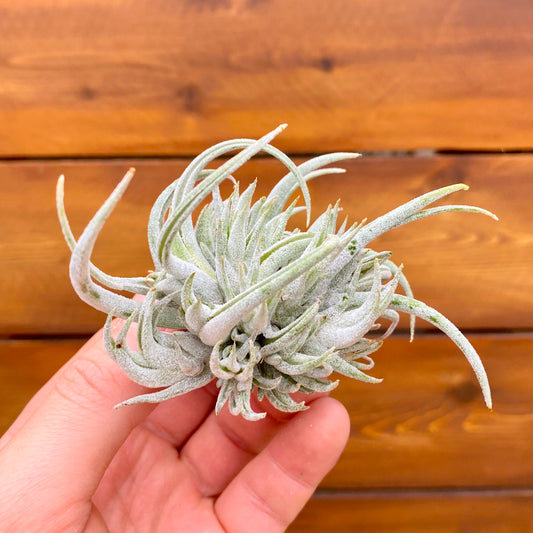 Hand holding a small air plant against a wooden background