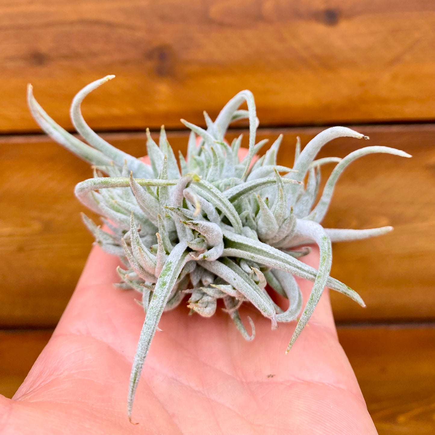 Small air plant held in a hand with a wooden background