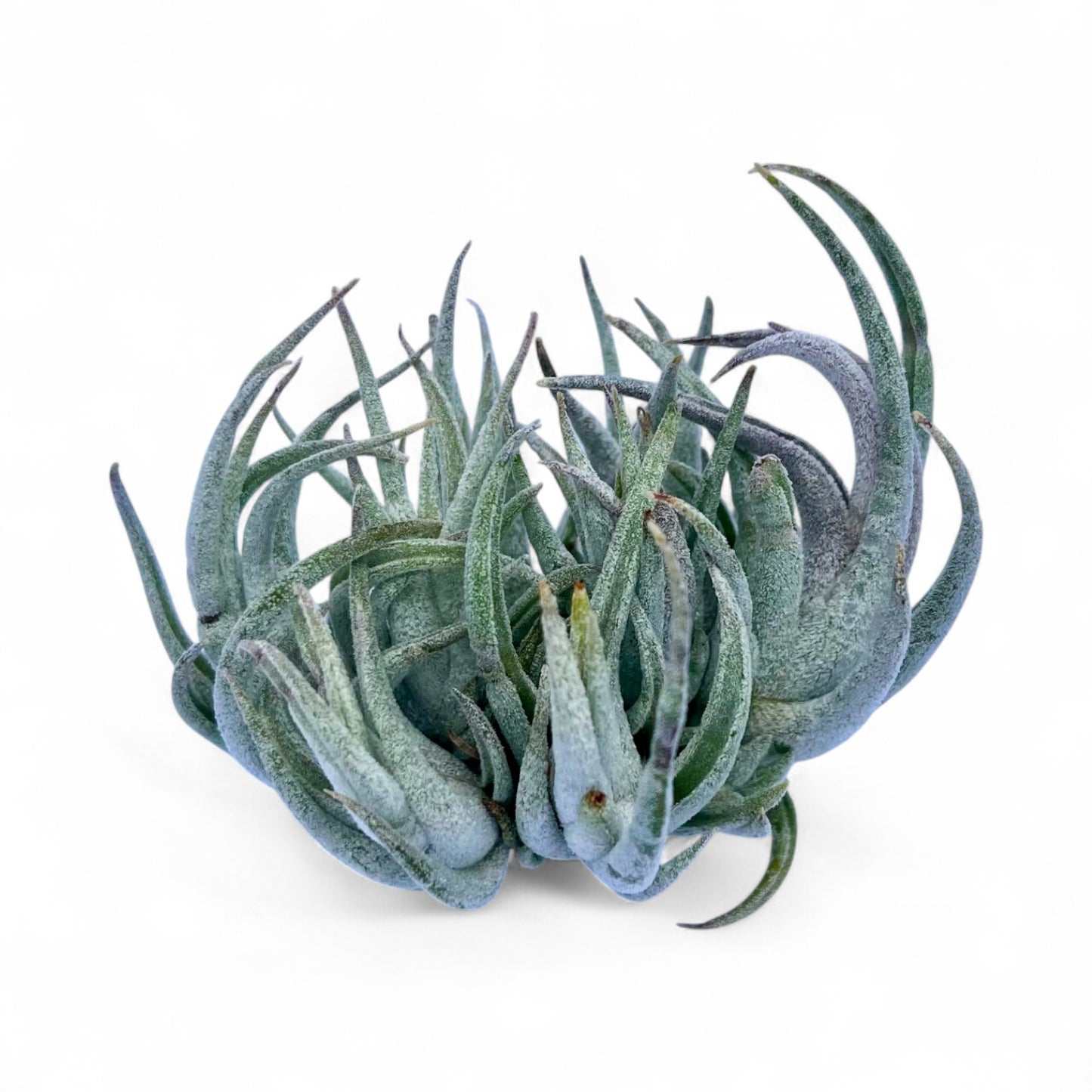 Air plant with spiky green leaves on a white background