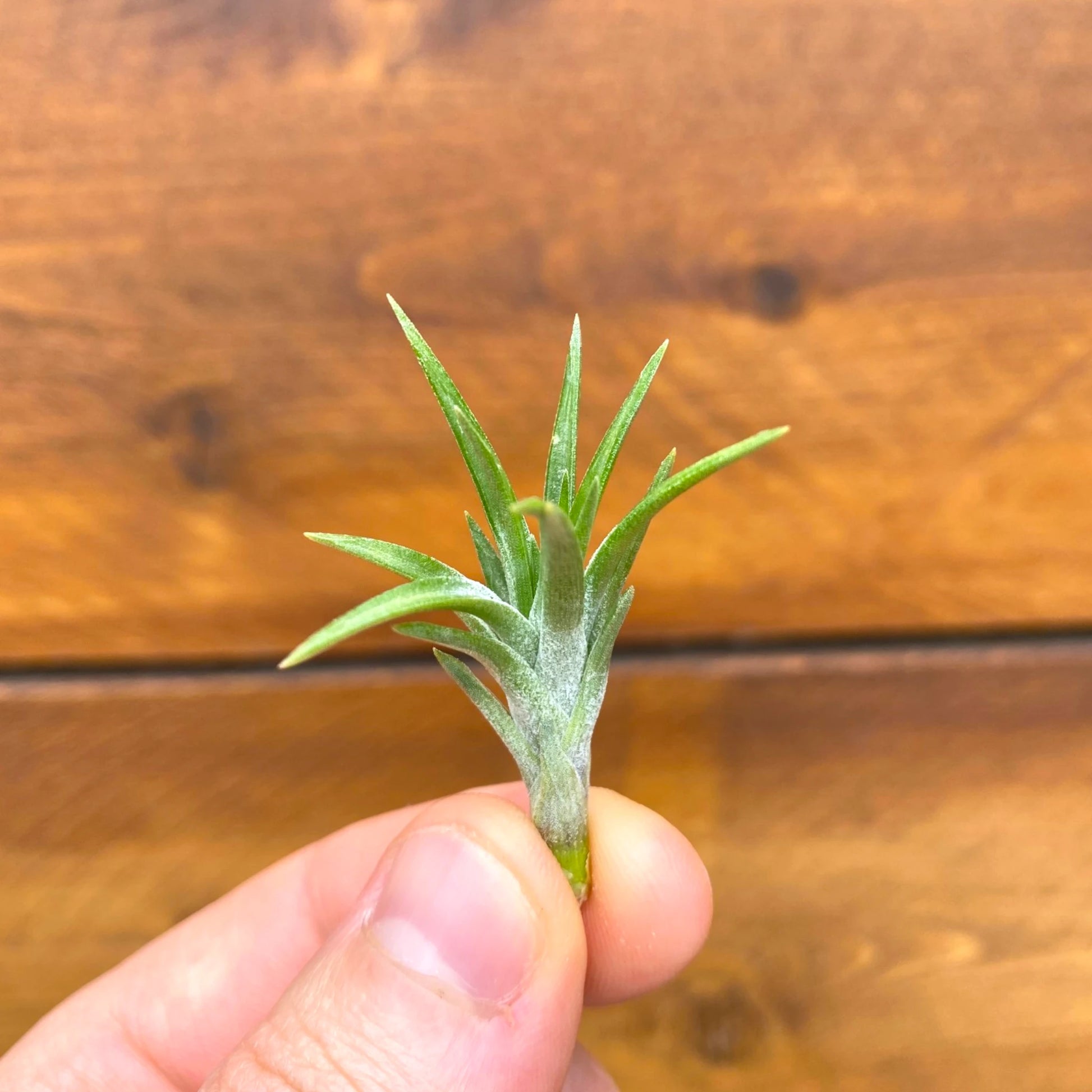 Small green plant held between fingers against a wooden background