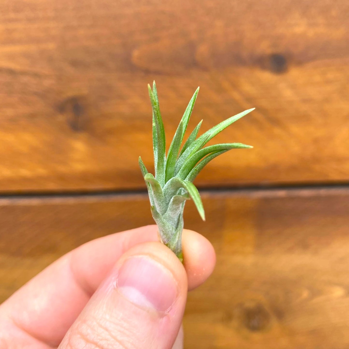 Small green plant held between fingers against a wooden background