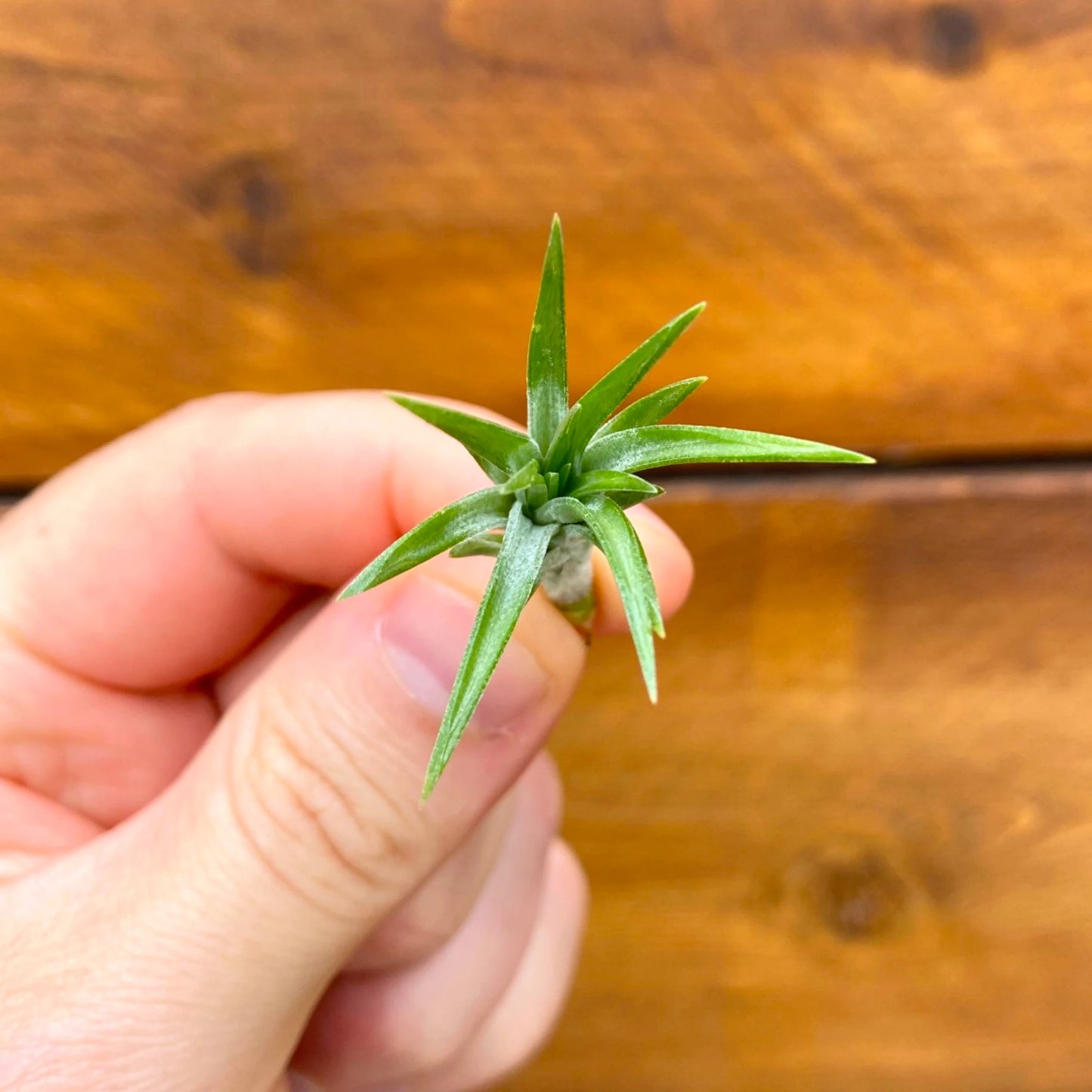 Hand holding a small green plant against a wooden background