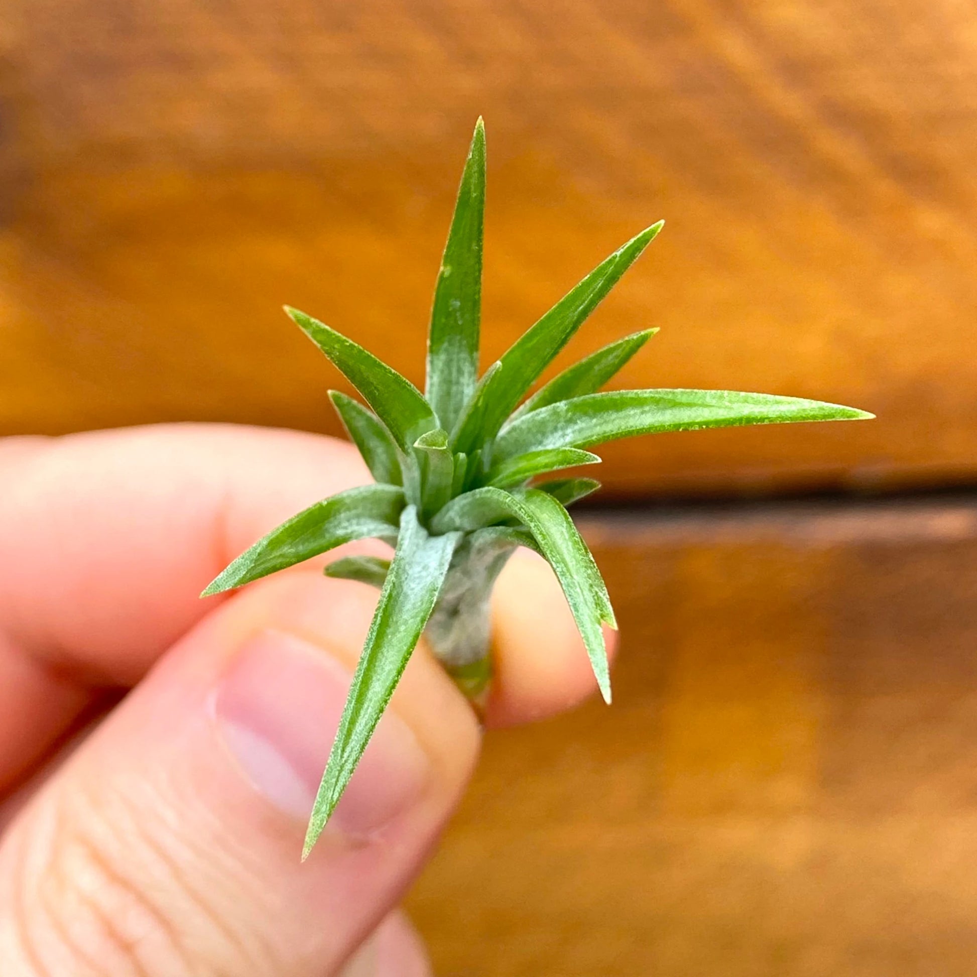 Small green succulent plant held between fingers against a wooden background