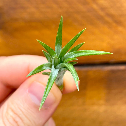 Small green succulent plant held between fingers against a wooden background