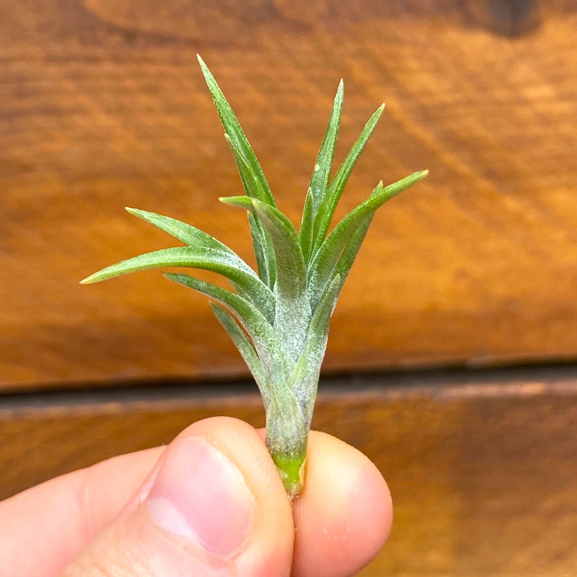 Small green plant held in a hand against a wooden background
