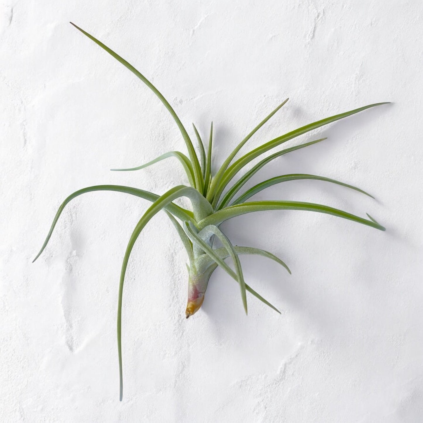 A Tillandsia Peru 'Inca Gold' air plant with vibrant golden tones and narrow, silvery-yellow leaves, displayed against a white background.