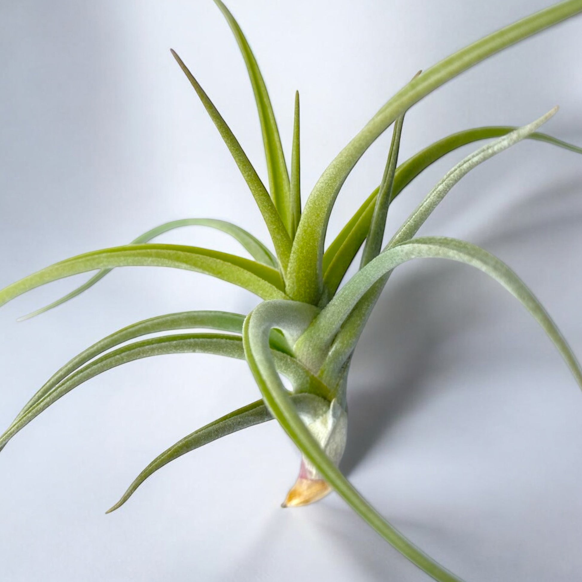Close up of Tillandsia Peru Inca Gold Air Plant