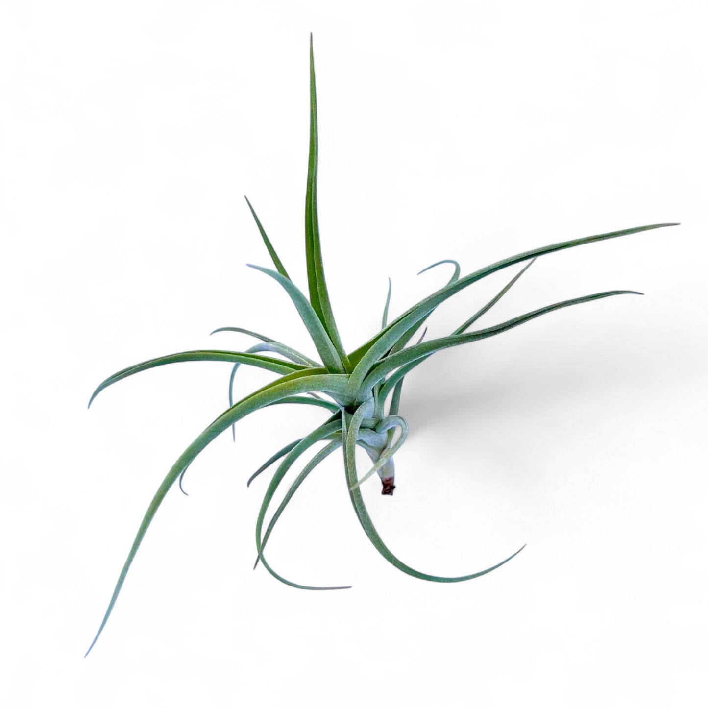 Air plant with long, thin leaves on a white background