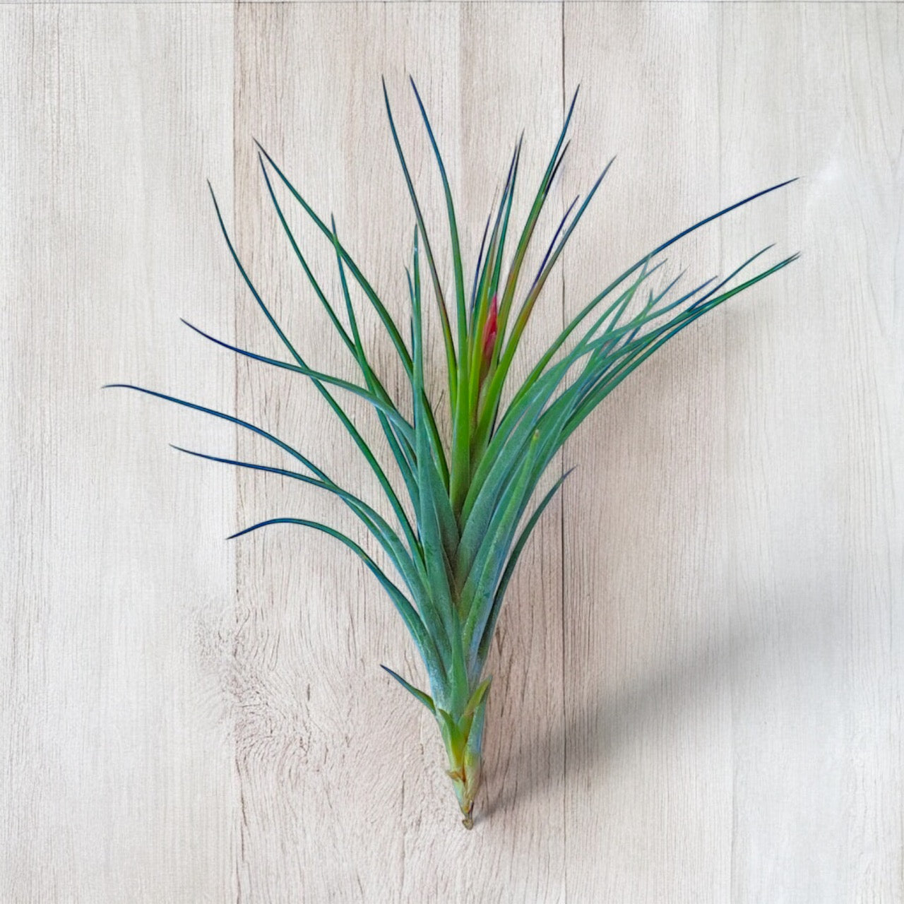 Tillandsia Rectifolia Air Plant on wooden surface