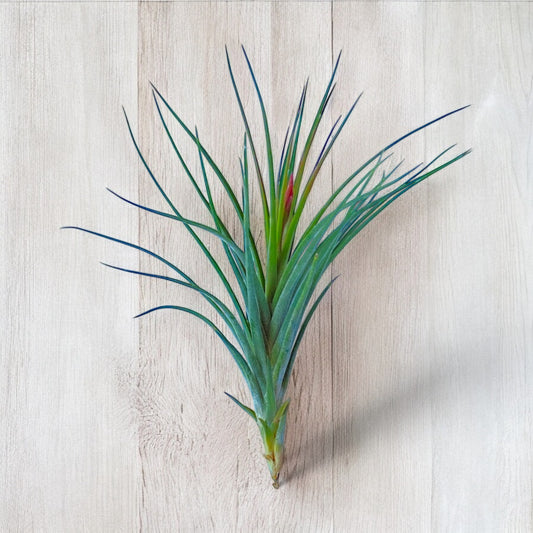 Tillandsia Rectifolia Air Plant on wooden surface