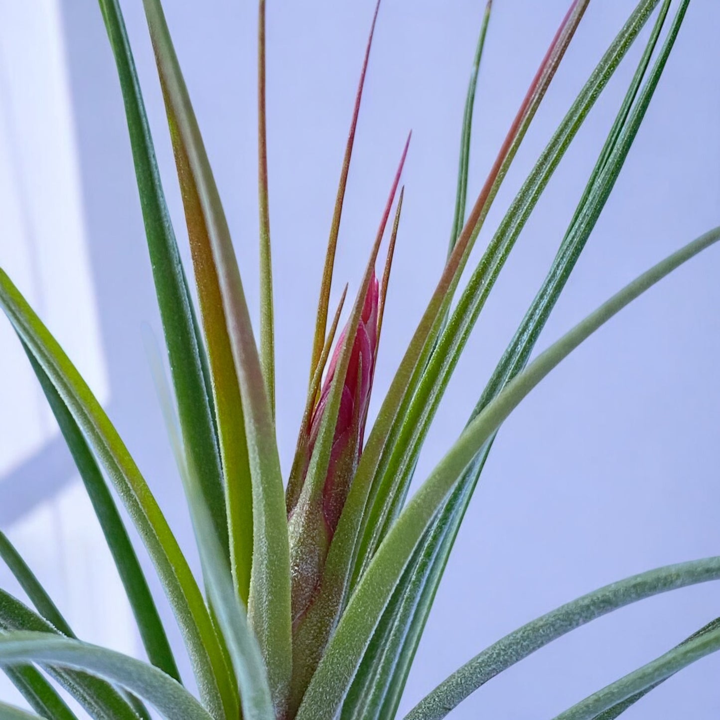 close up of Tillandsia Rectifolia Air Plant