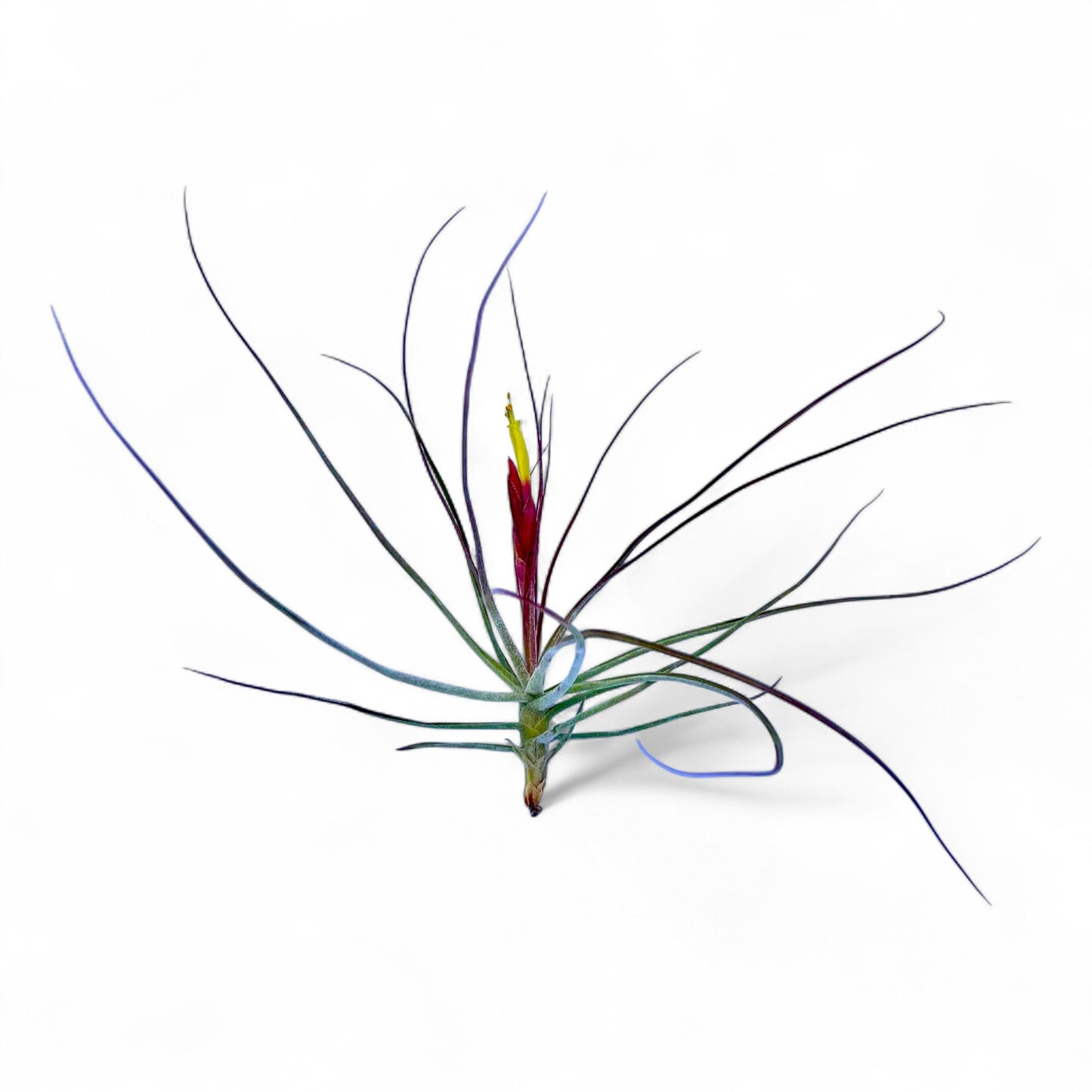 Tillandsia air plant with long, thin leaves on a white background