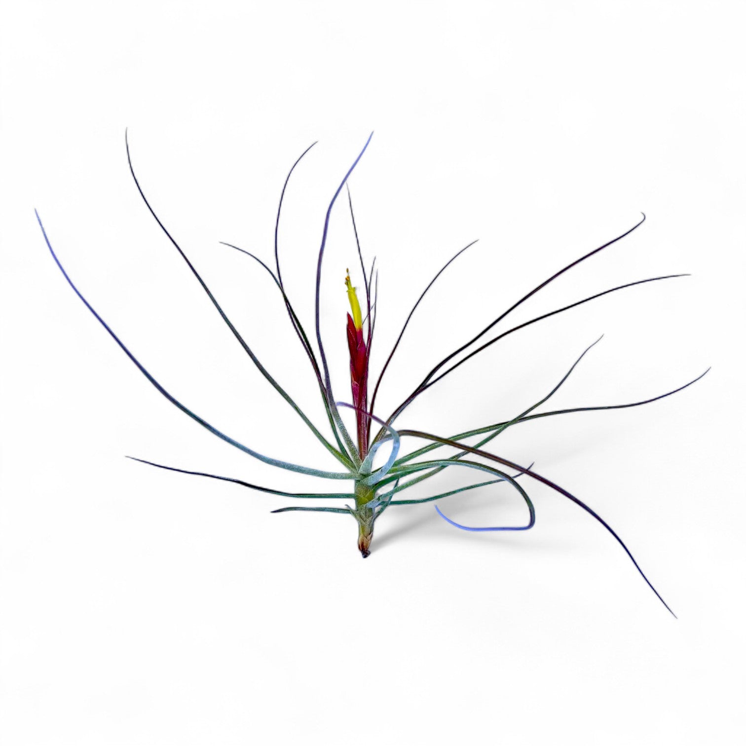 Tillandsia air plant with long, thin leaves on a white background