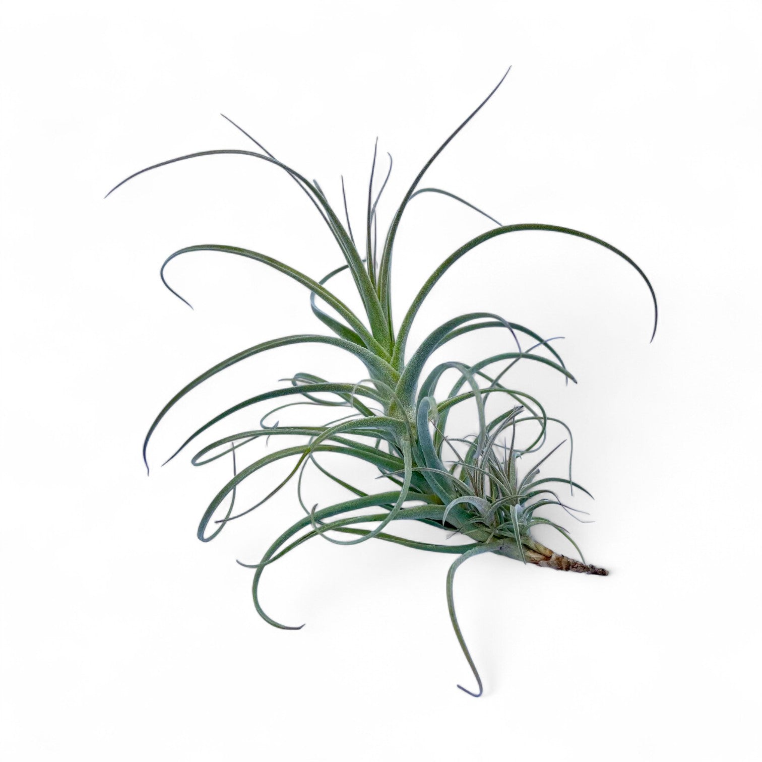 Tillandsia air plant on a white background