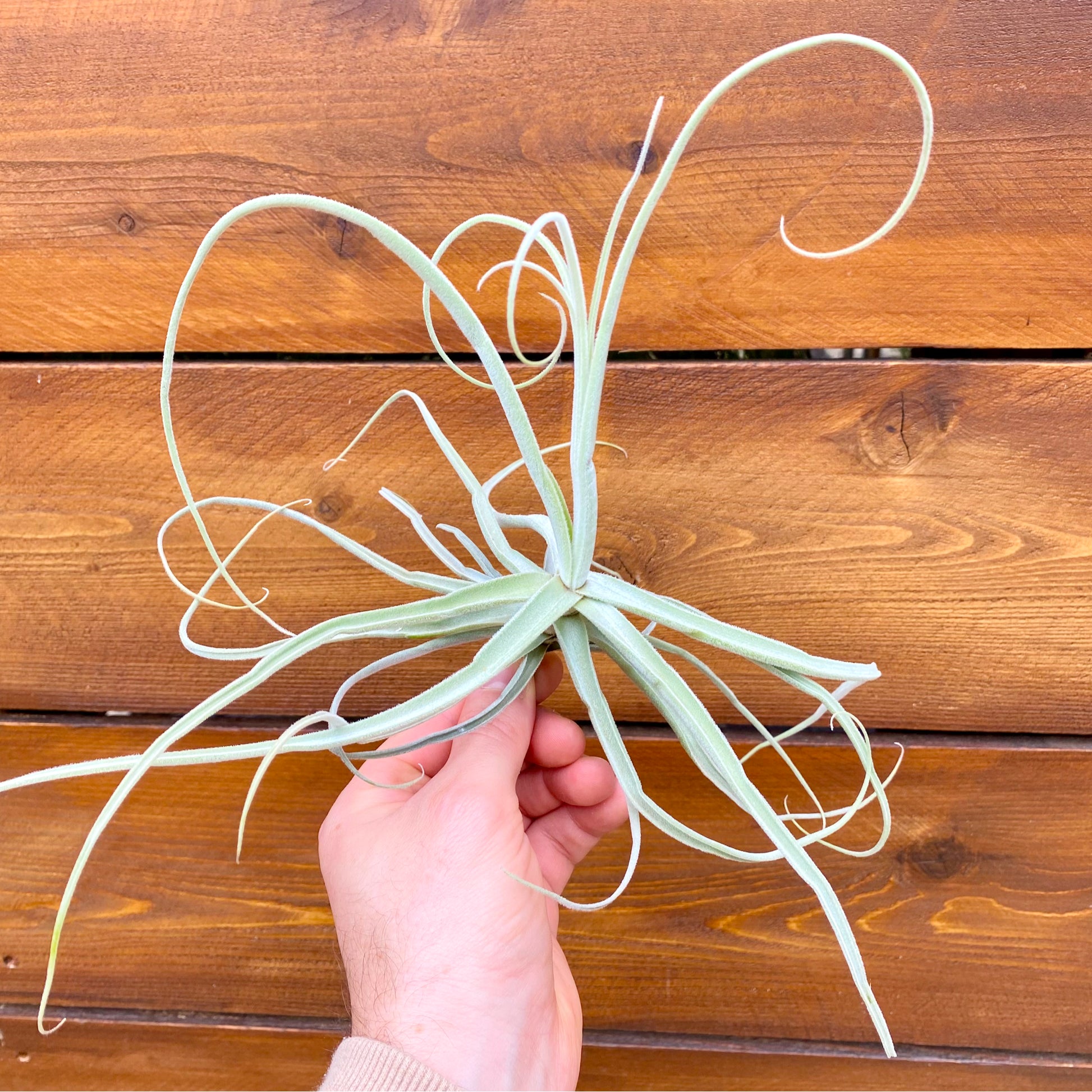 Hand holding a large air plant against a wooden background