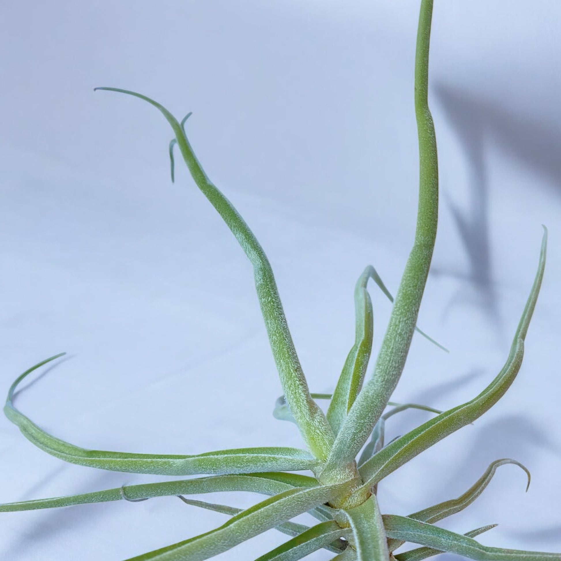 close up of air plant on white background