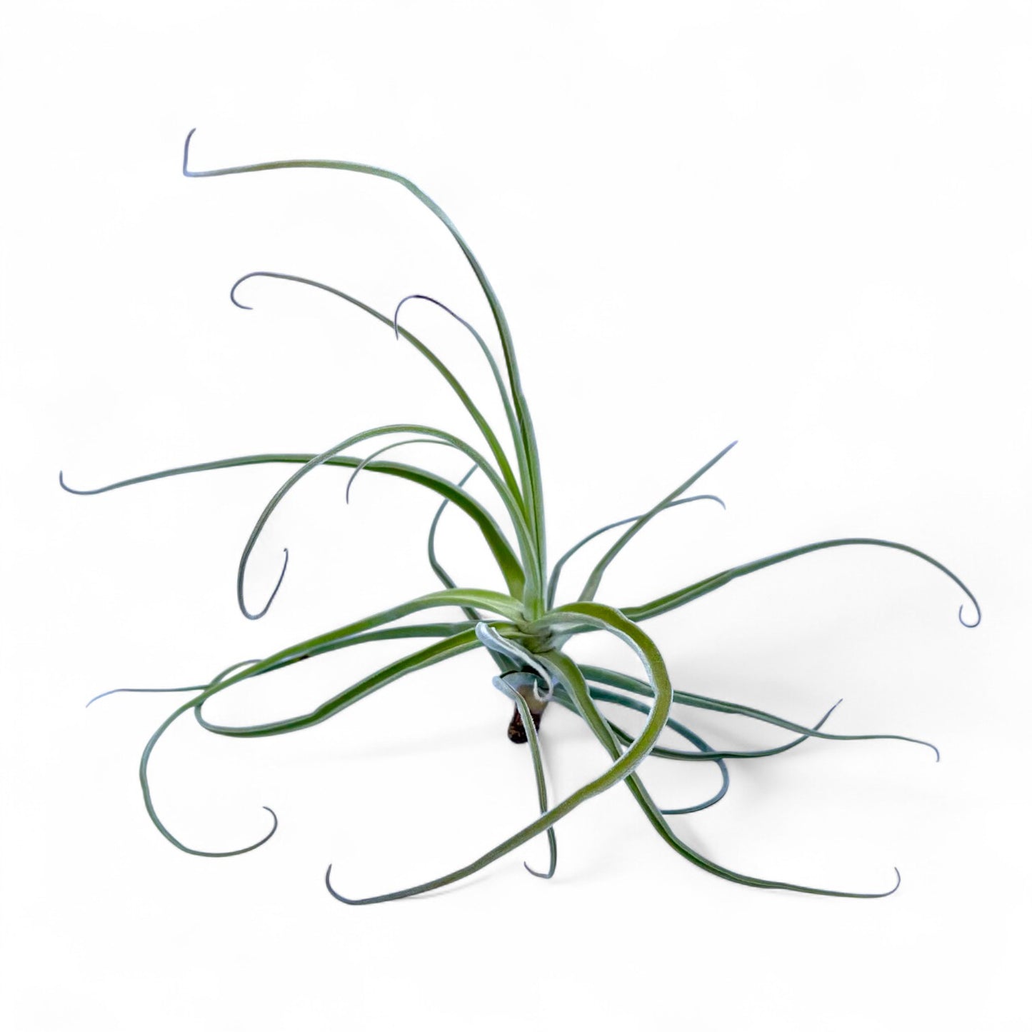 Air plant with long, curved leaves on a white background