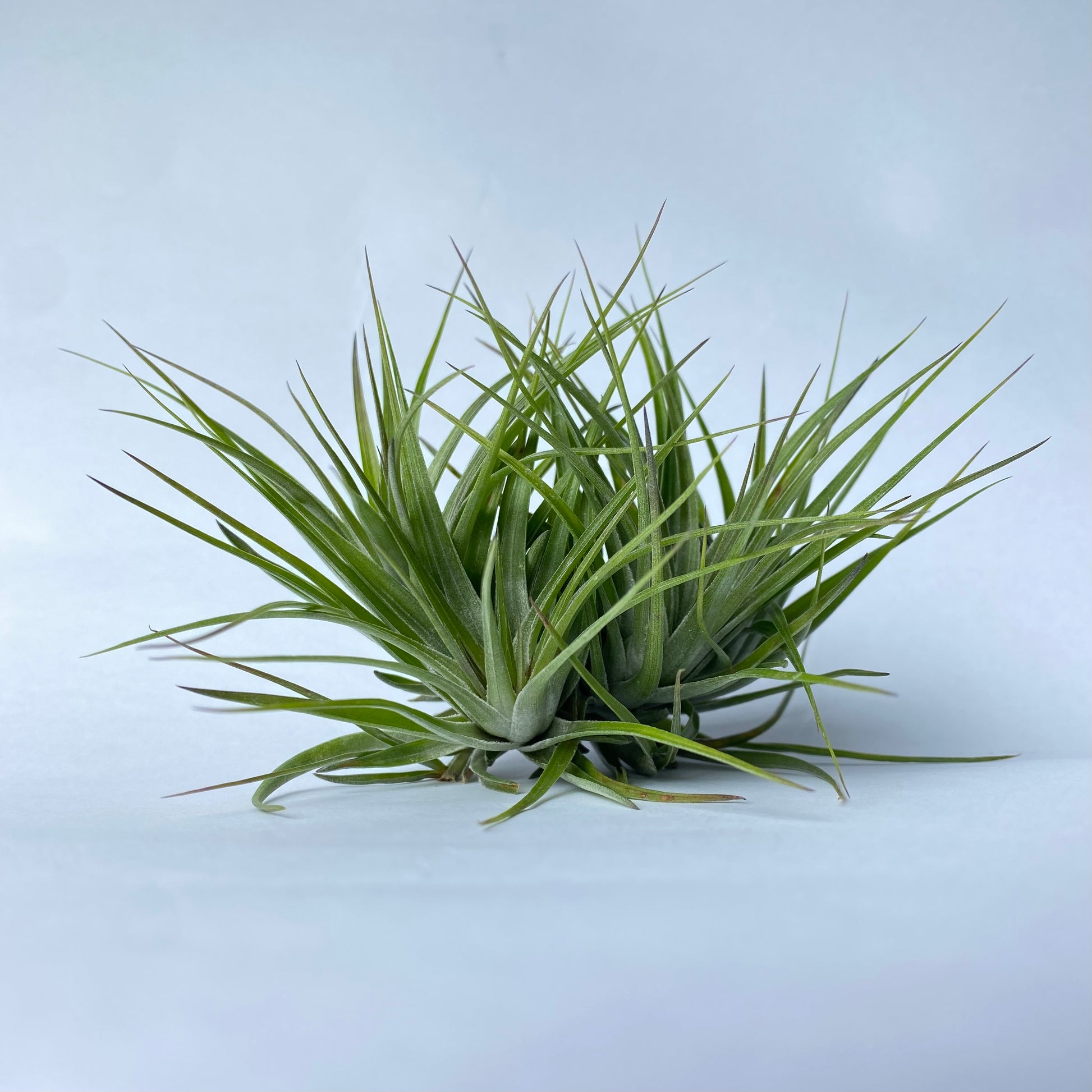 A clump of Tillandsia Stricta Compacta with dark green, grass-like leaves