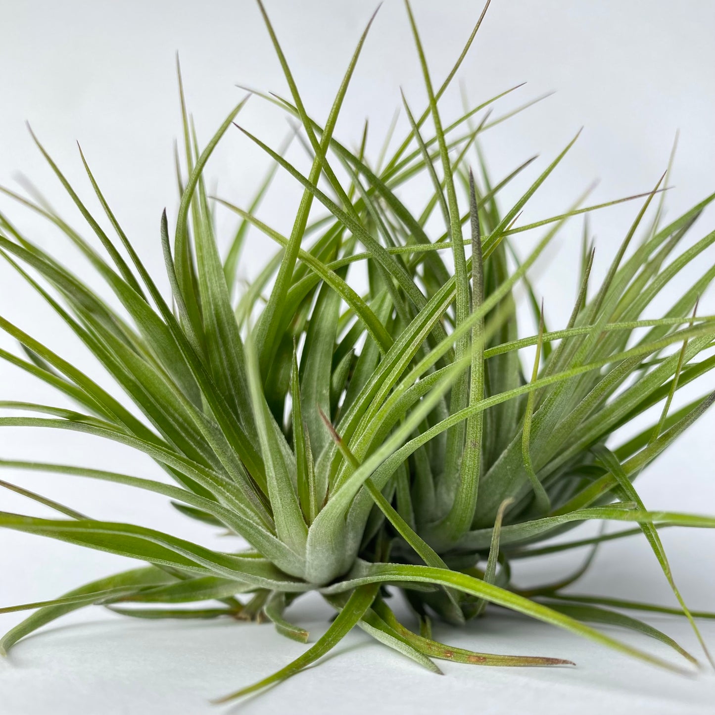Close up of air plant with green grass like leaves