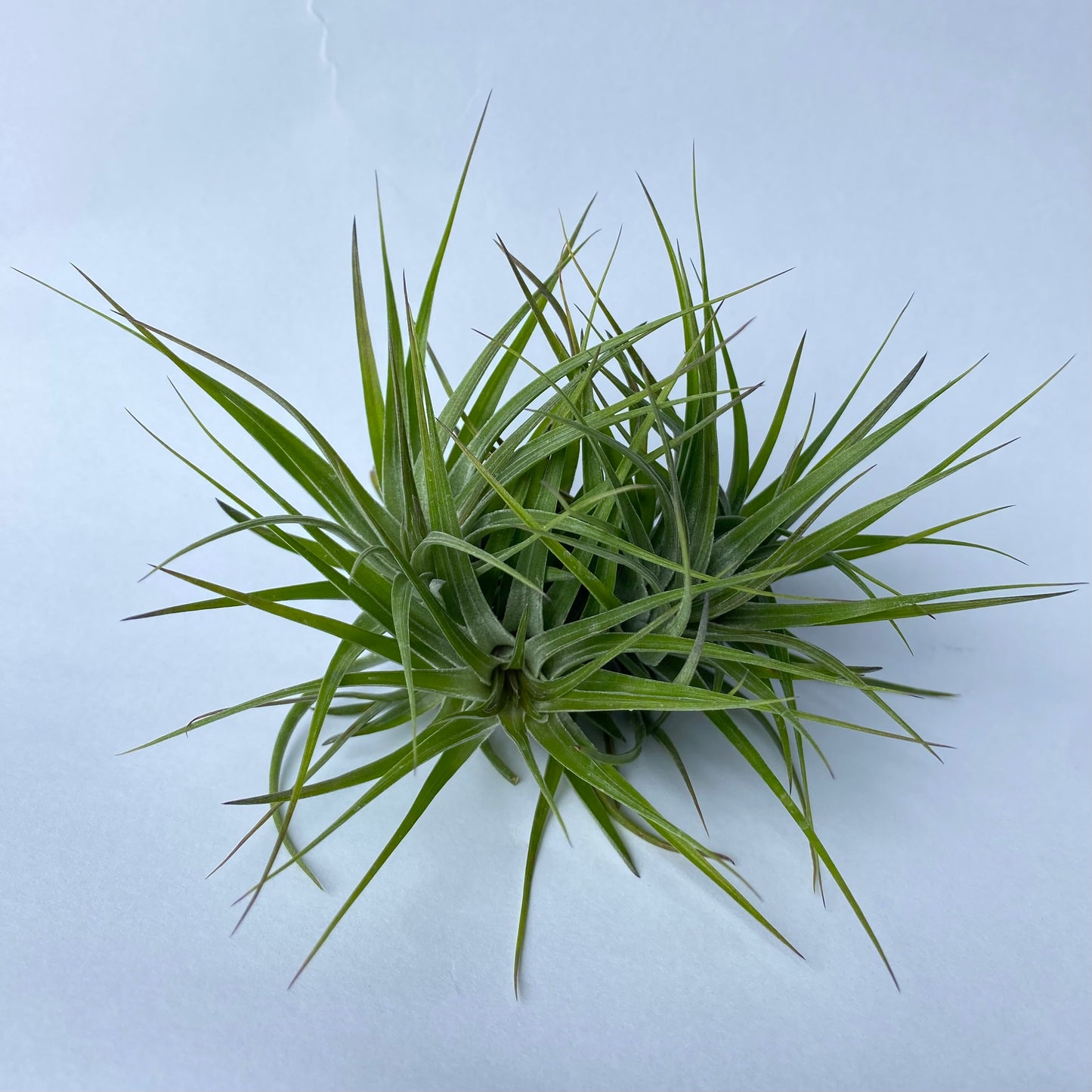 air plant with green grass like leaves on a white surface