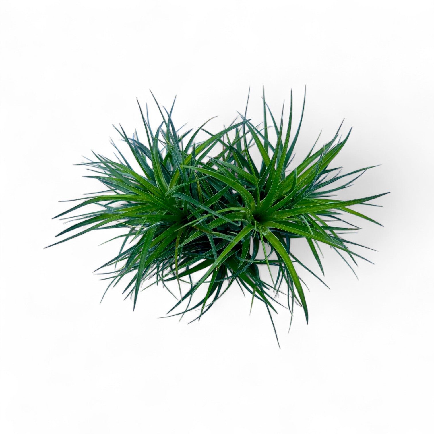 Green air plant on a white background