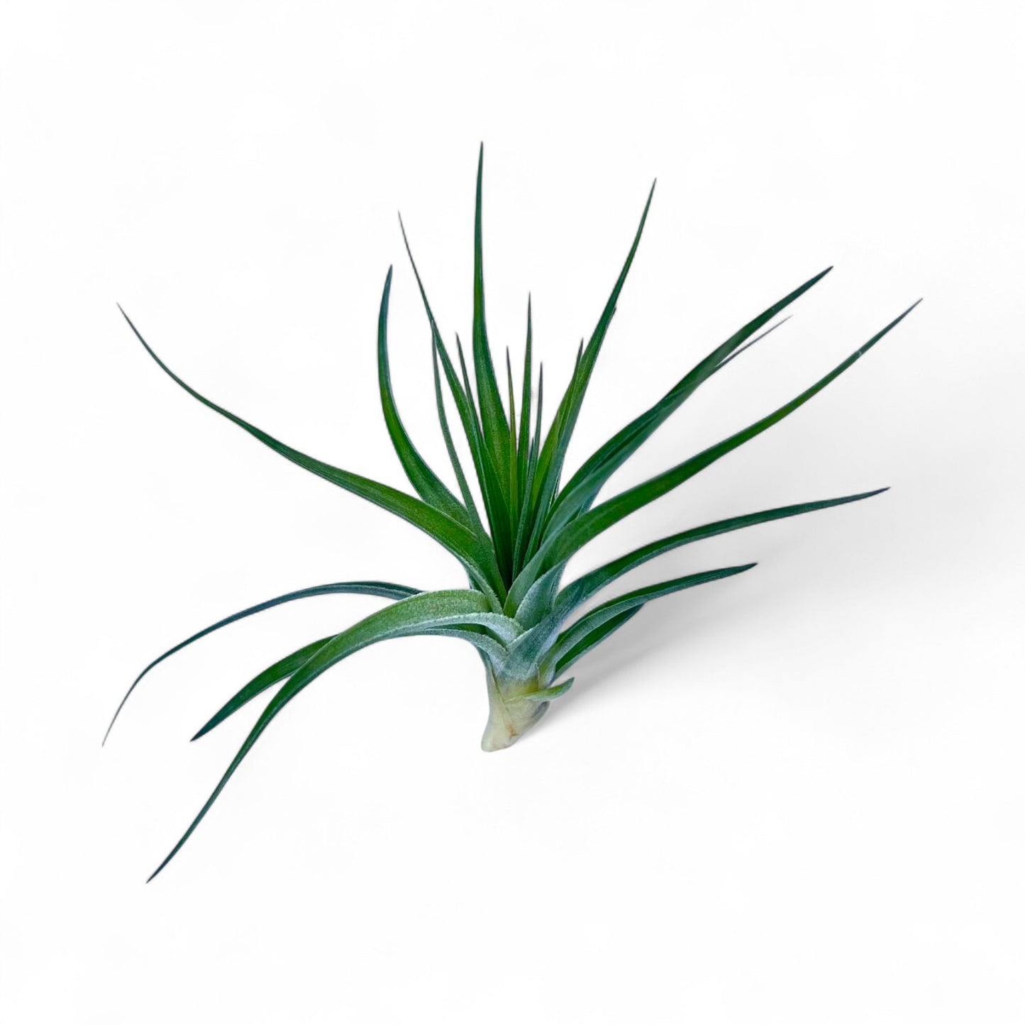 Green air plant on a white background