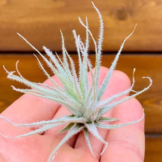 Small air plant held in a hand with a wooden background