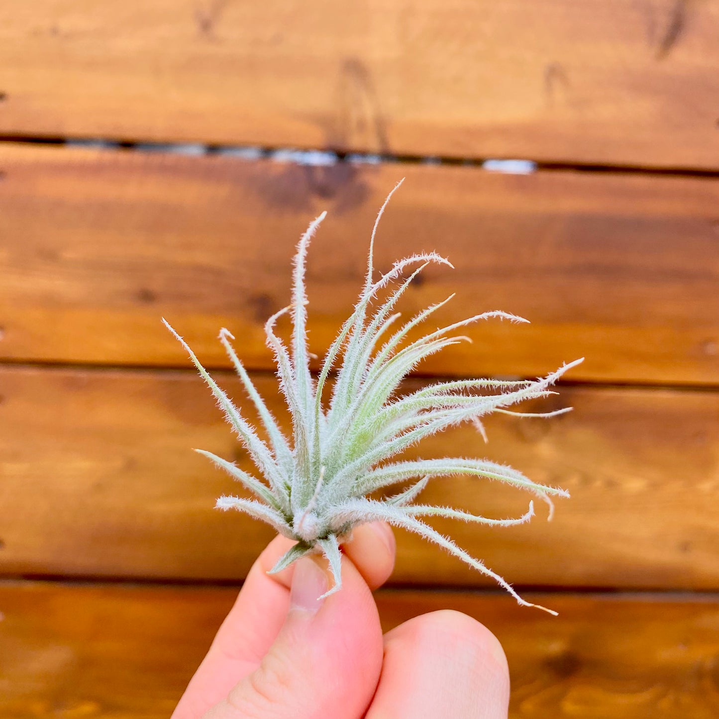 Hand holding a small air plant against a wooden background