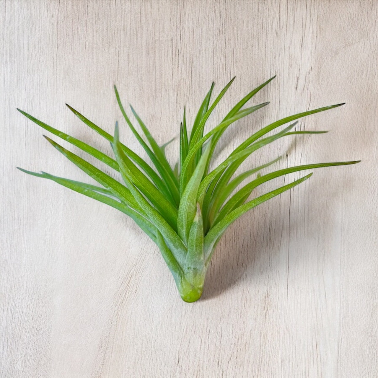 A Tillandsia Tenuifolia Purple Fan air plant with vibrant green foliage, placed on a wooden surface.