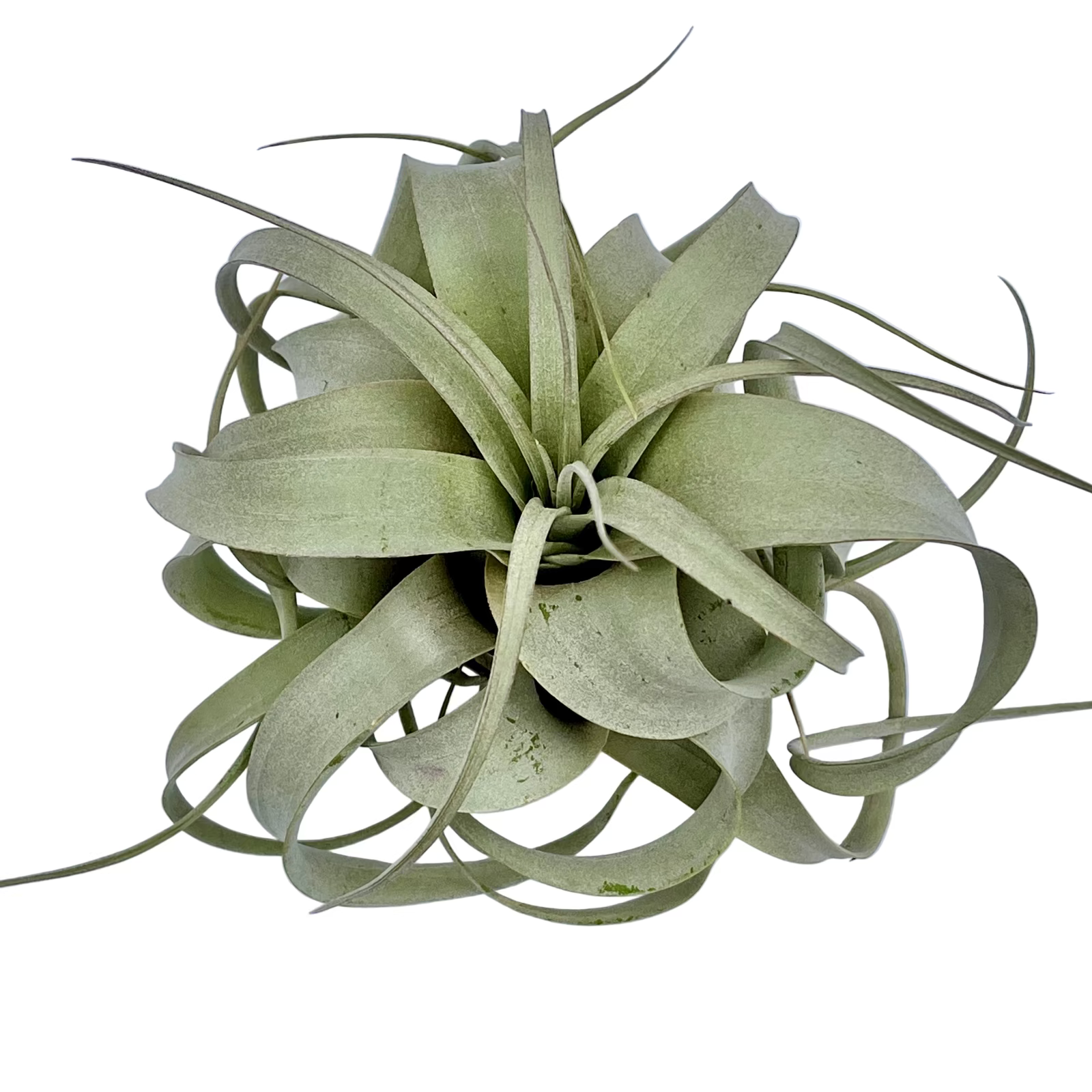 Tillandsia Xerographica Queen of Air Plants