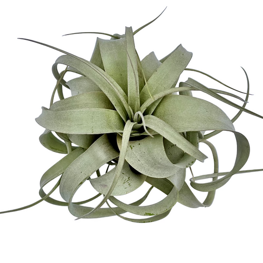 Tillandsia Xerographica Queen of Air Plants