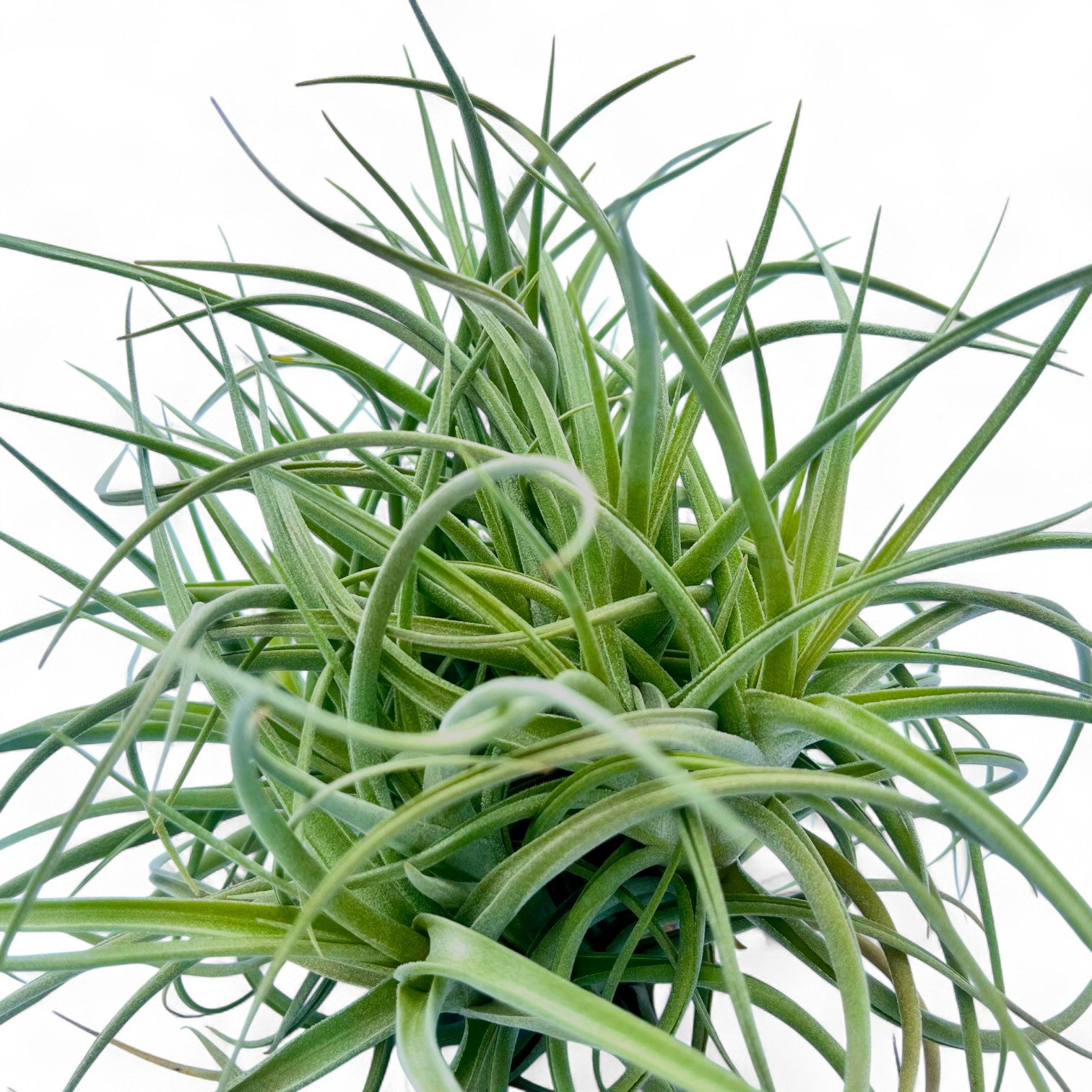 Close-up of a green air plant with a white background
