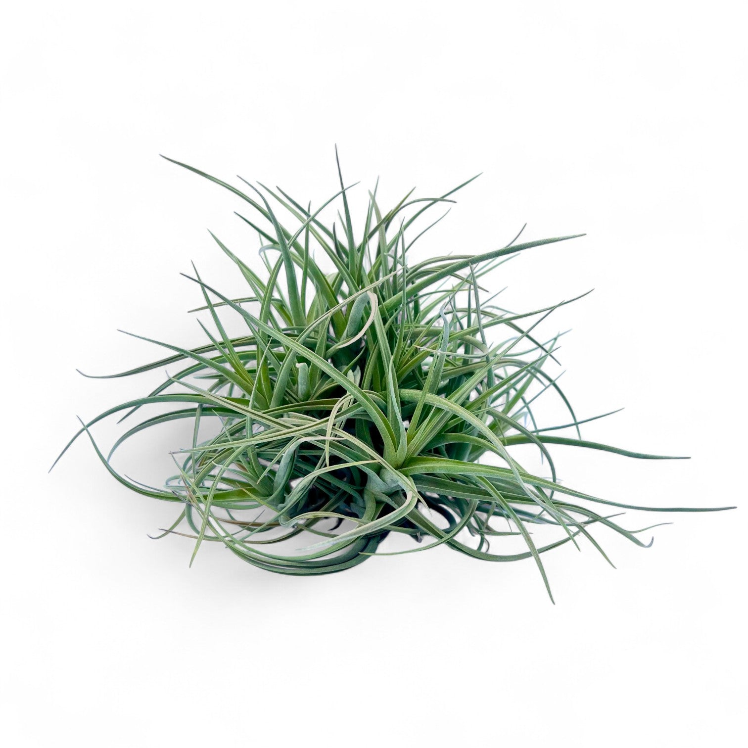 Green air plant on a white background