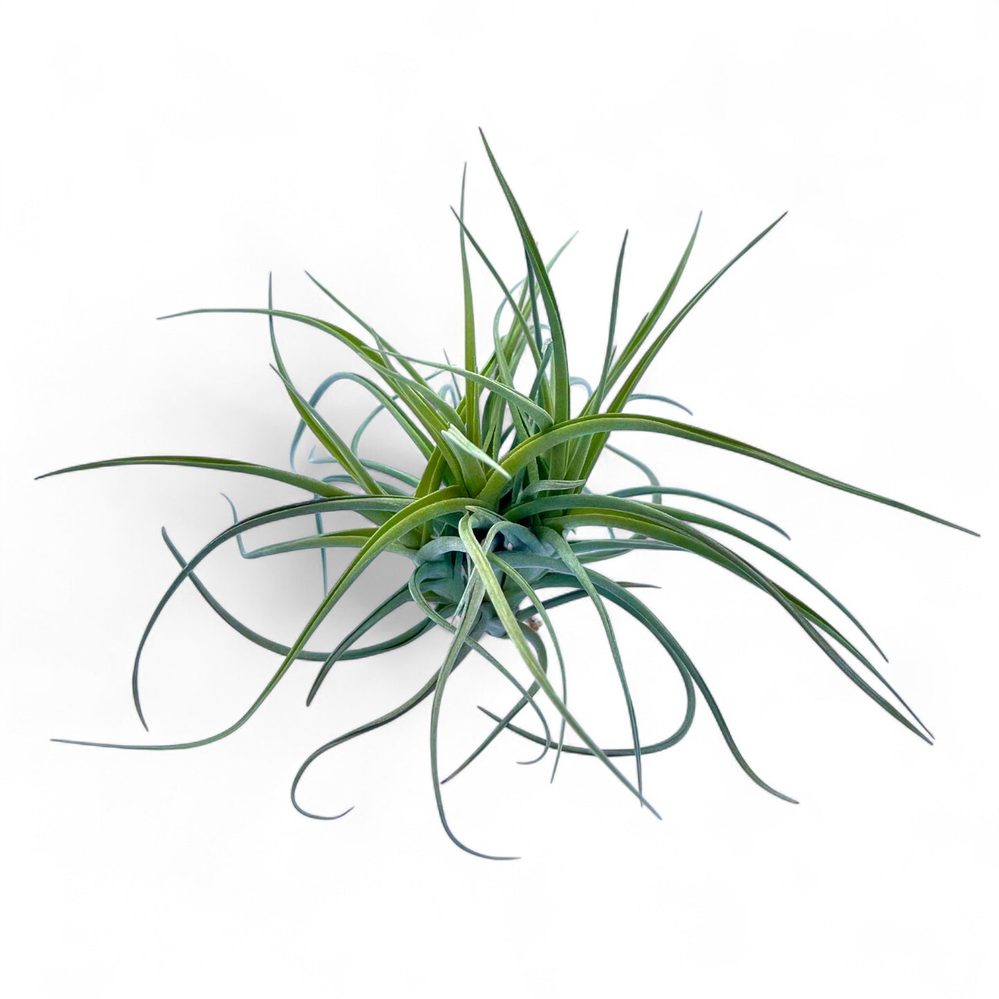 Green air plant on a white background