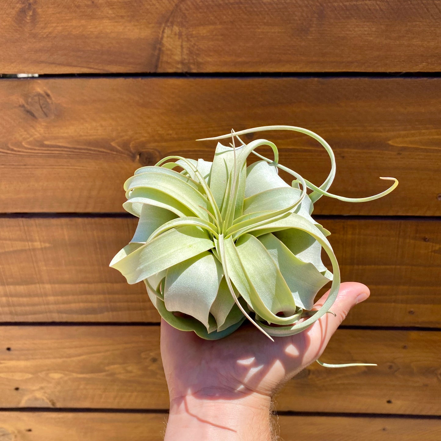 A person's hand holding a xerographica air plant with pale green leaves against a brown wooden plank background.