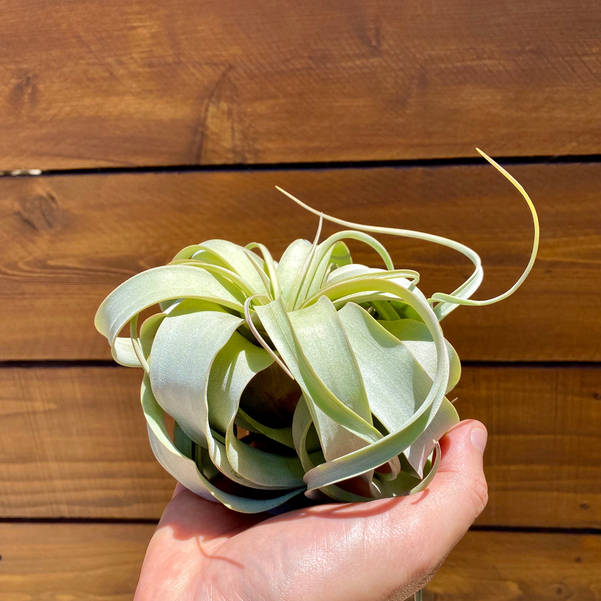 A person's hand holding a small air plant with pale green and white leaves in front of a wooden plank background.