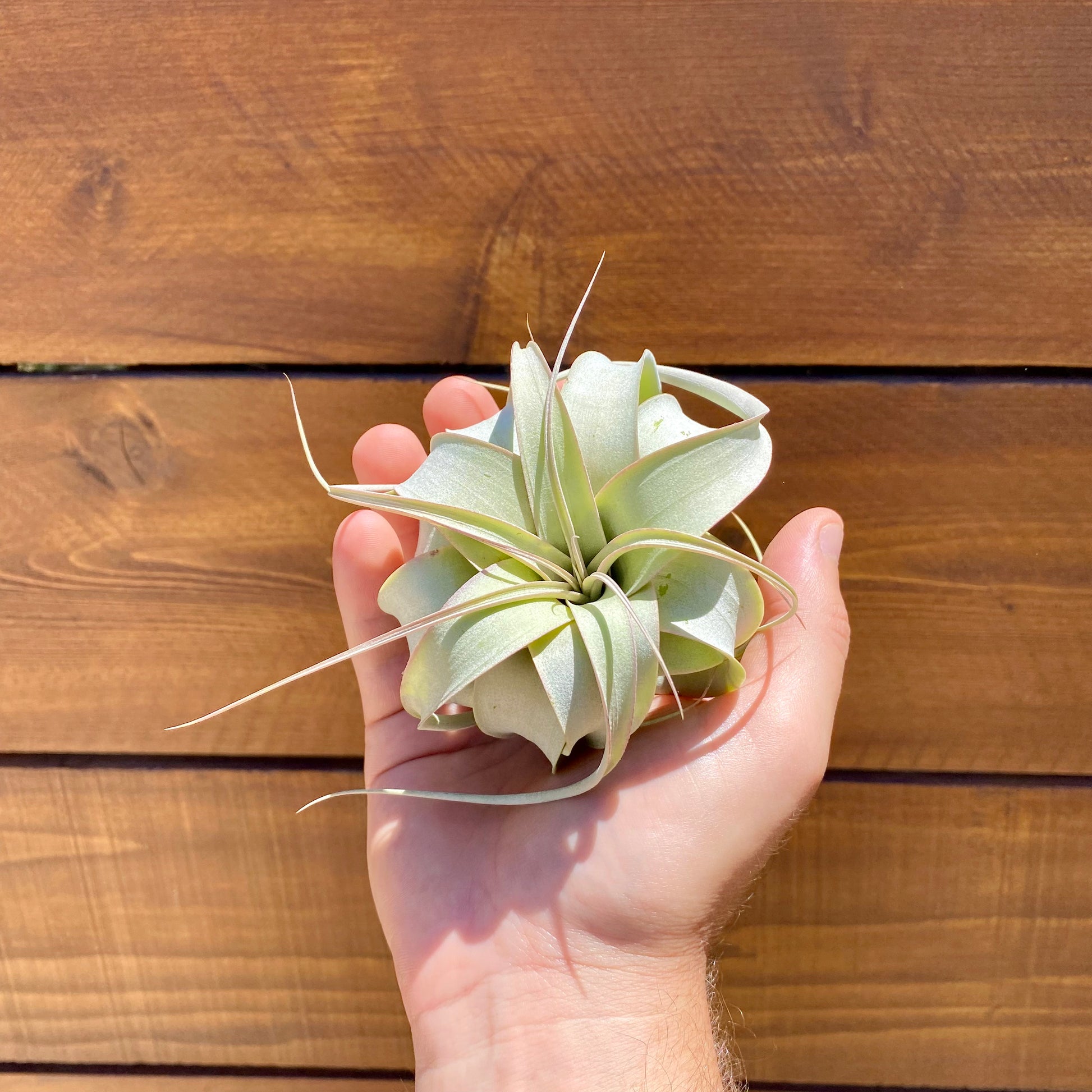 A small air plant with pale green leaves and long thin spires, held in a person's hand against a wooden plank background.