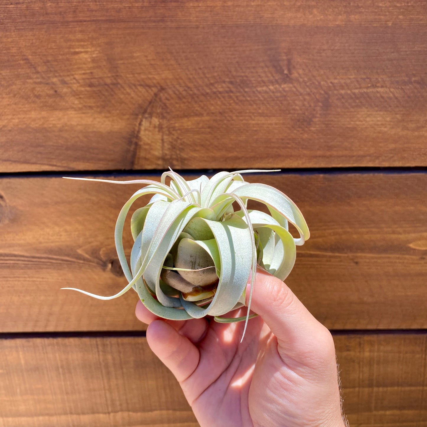 Tillandsia Xerographica - Air Plant