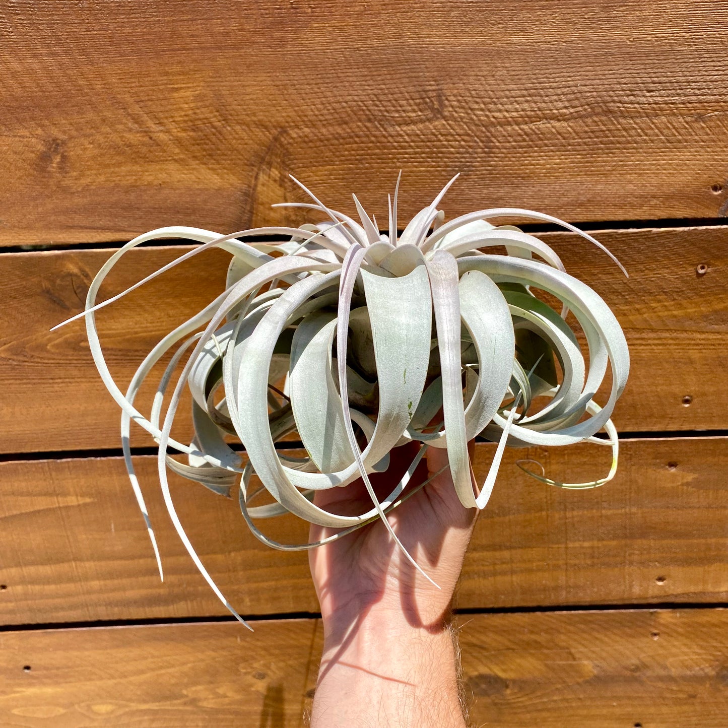Tillandsia Xerographica - Air Plant