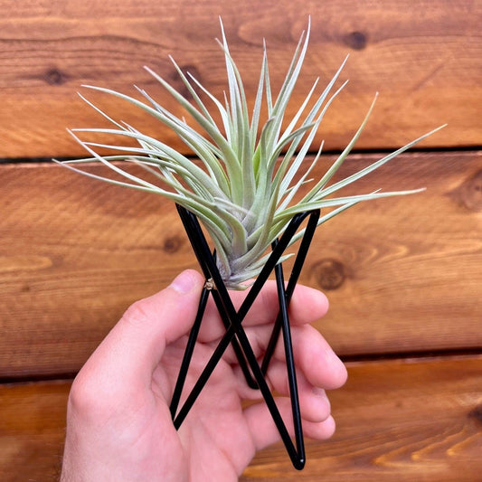 Black geometric metal Tillandsia air plant stand