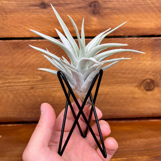 Black geometric metal Tillandsia air plant stand