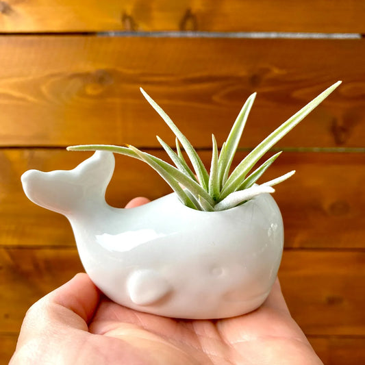 white ceramic whale tillandsia air plant display coastal decor