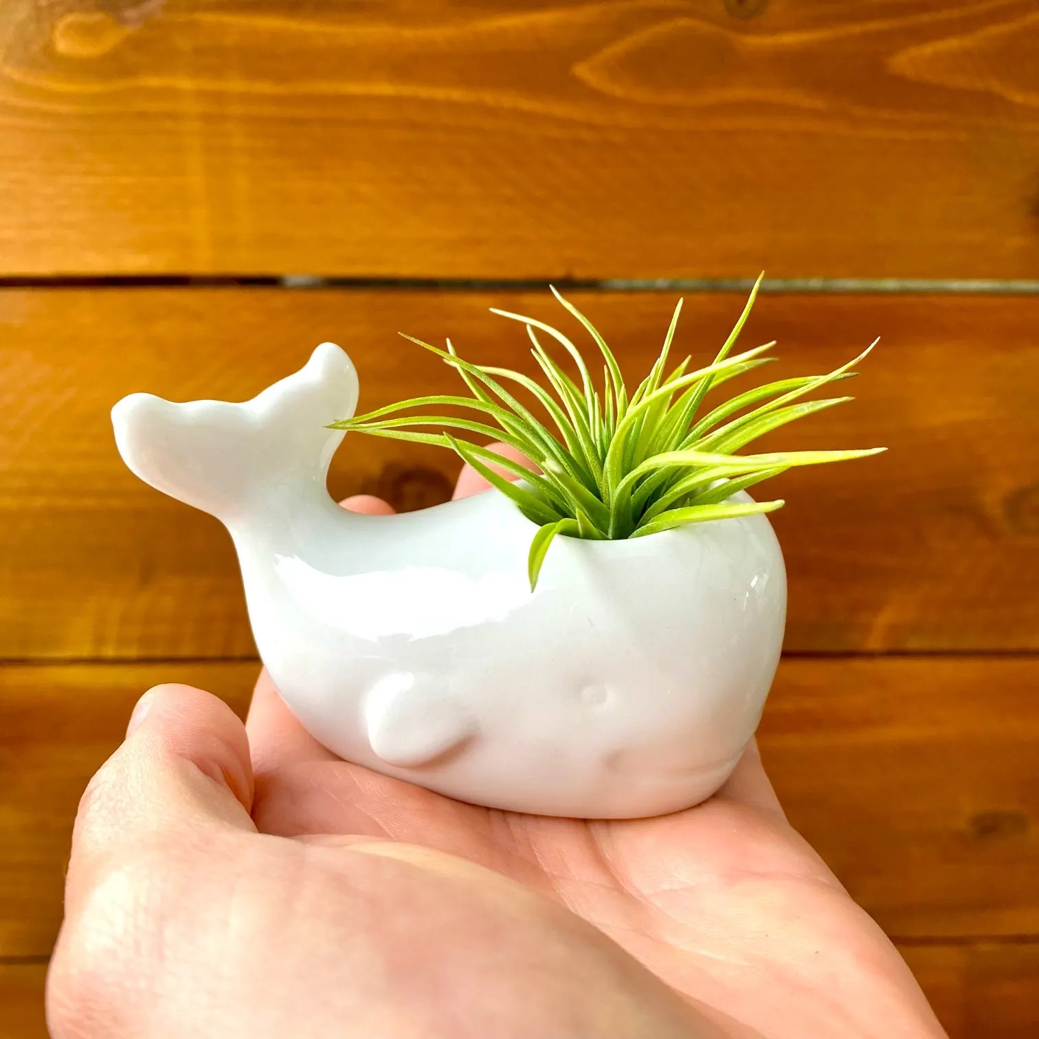 air plant pottery Ceramic Whale Air Plant Sculpture – Coastal Plant Company