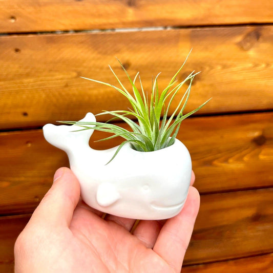 white ceramic whale tillandsia air plant display coastal decor
