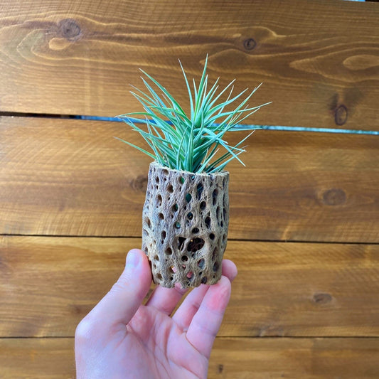 cholla cactus wood tillandsia air plant display