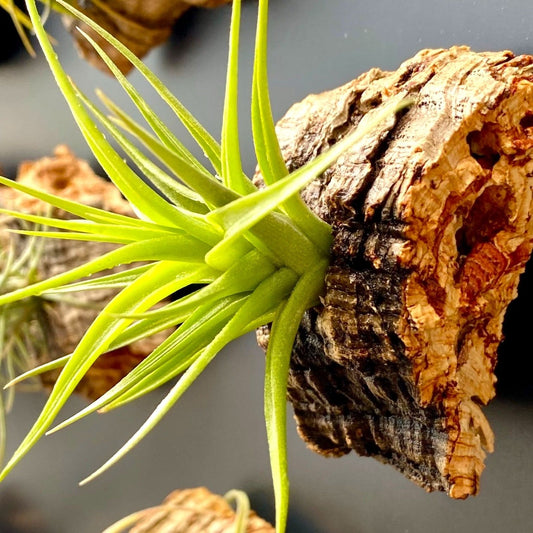 cork bark tillandsia air plant magnet