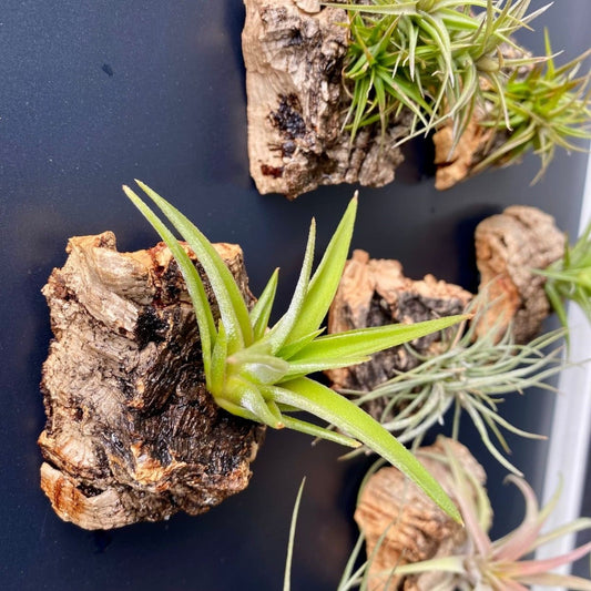 cork bark tillandsia air plant magnet
