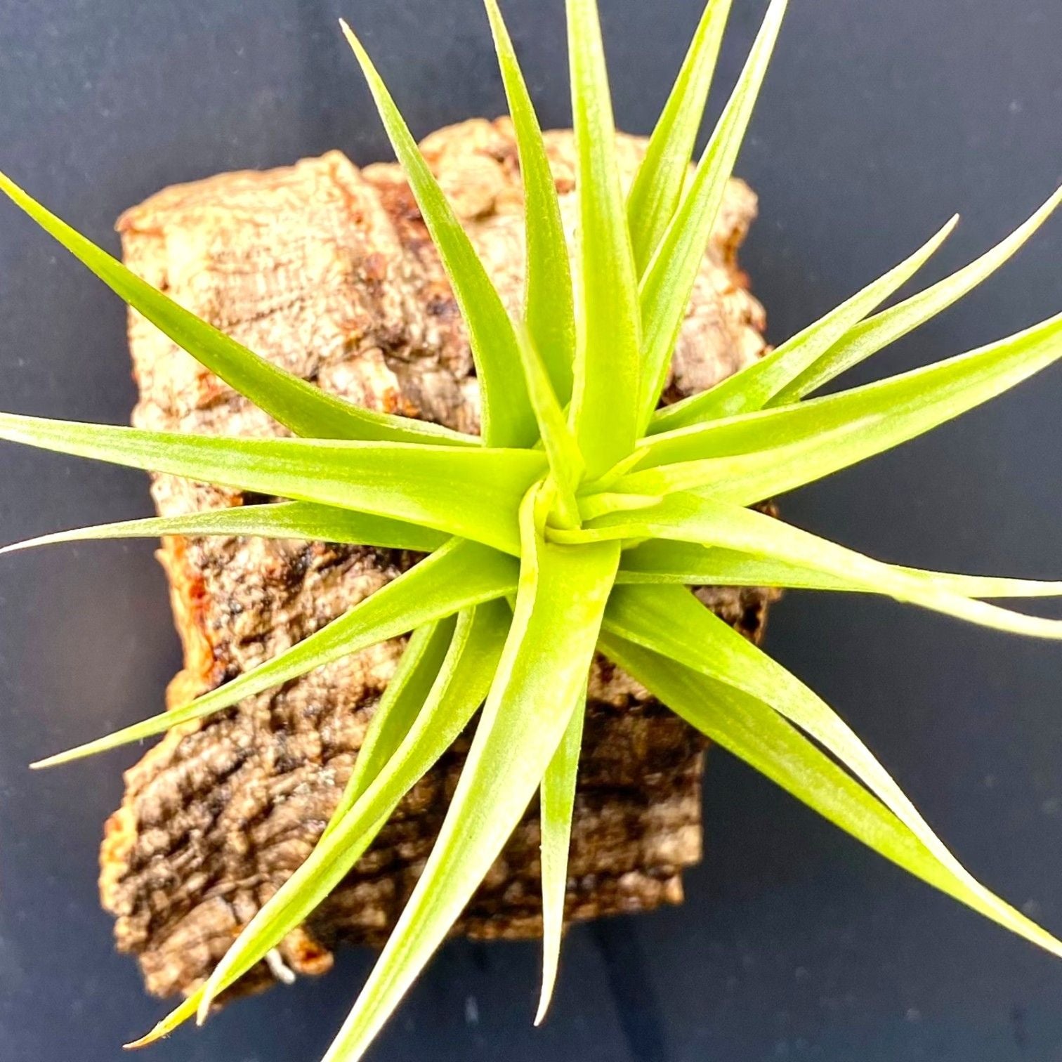 cork bark tillandsia air plant magnet